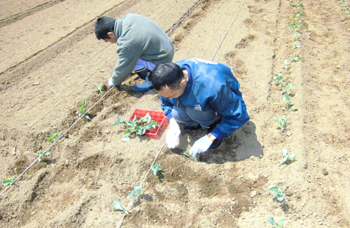 25年5月 那須農作業